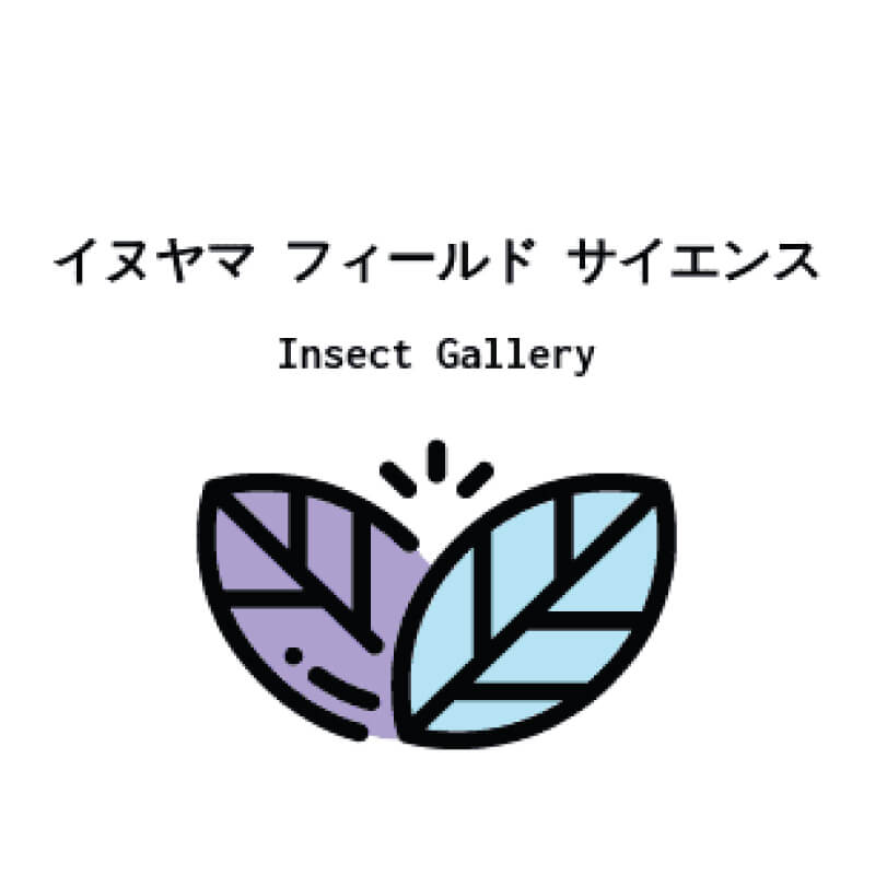 IFS Insect Gallery